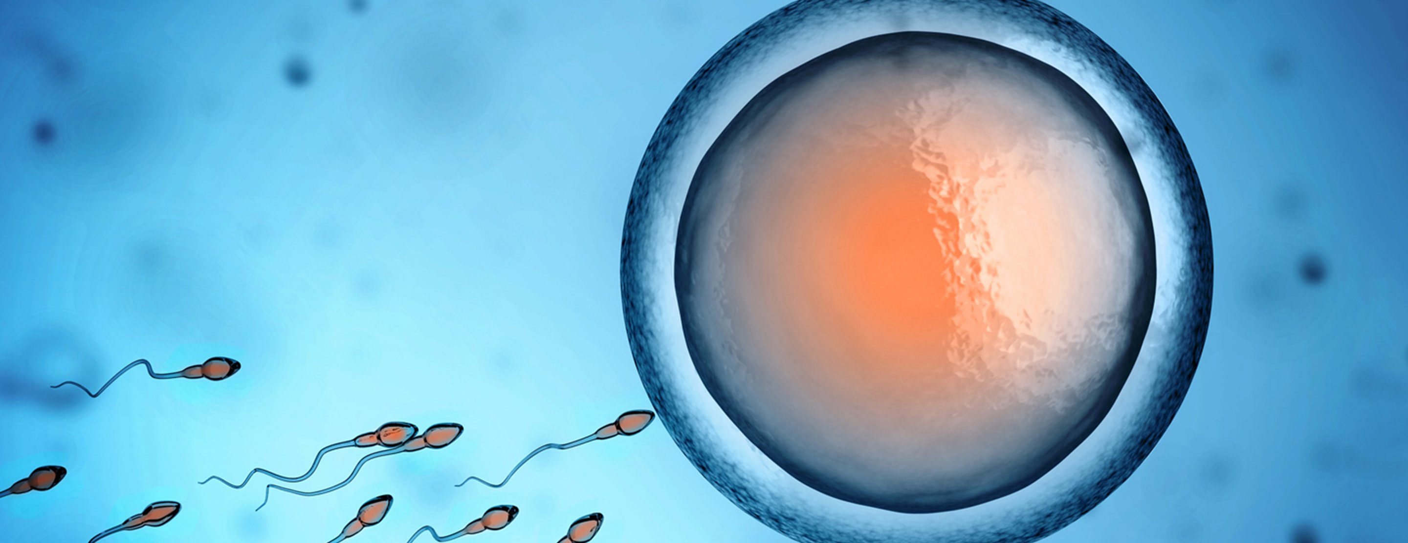 sperm journey to the egg step by step