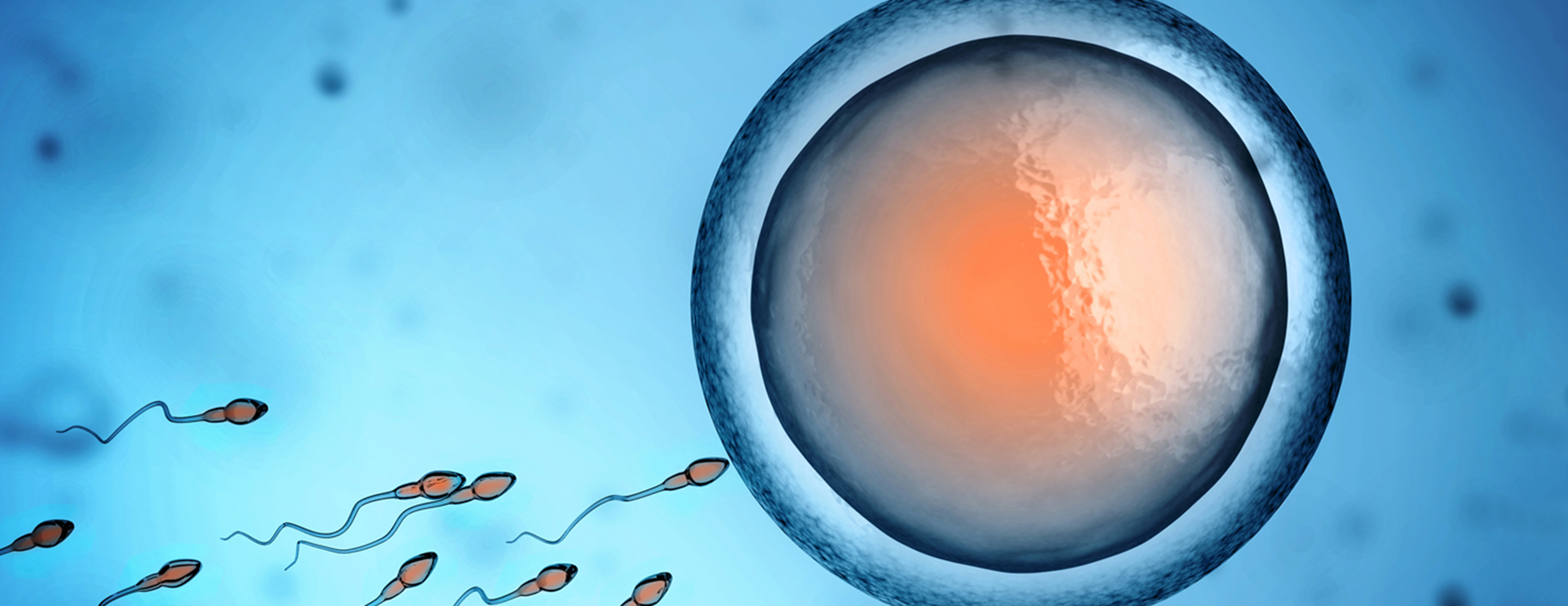 Conception: How It Works | Patient Education | UCSF Health
