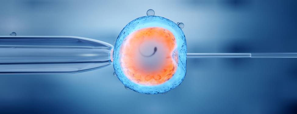 sperm journey to the egg step by step