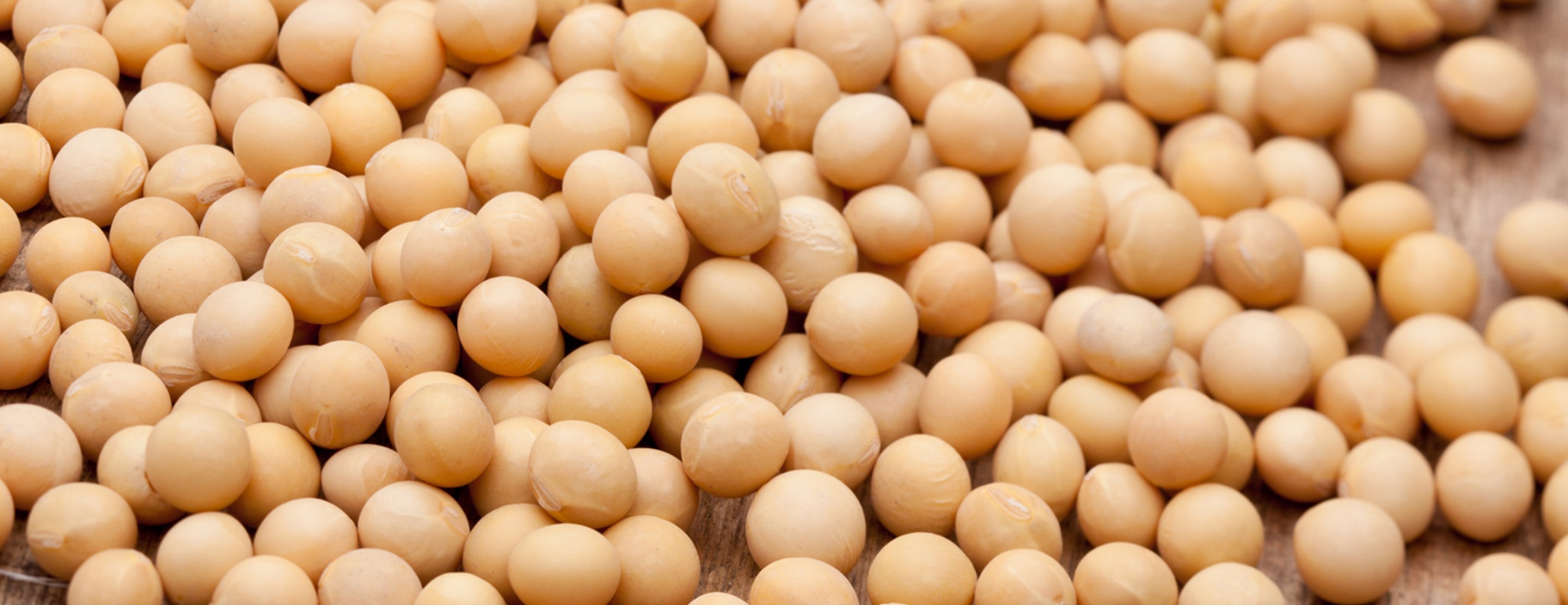 Soy protein early in life may help prevent bone loss in 