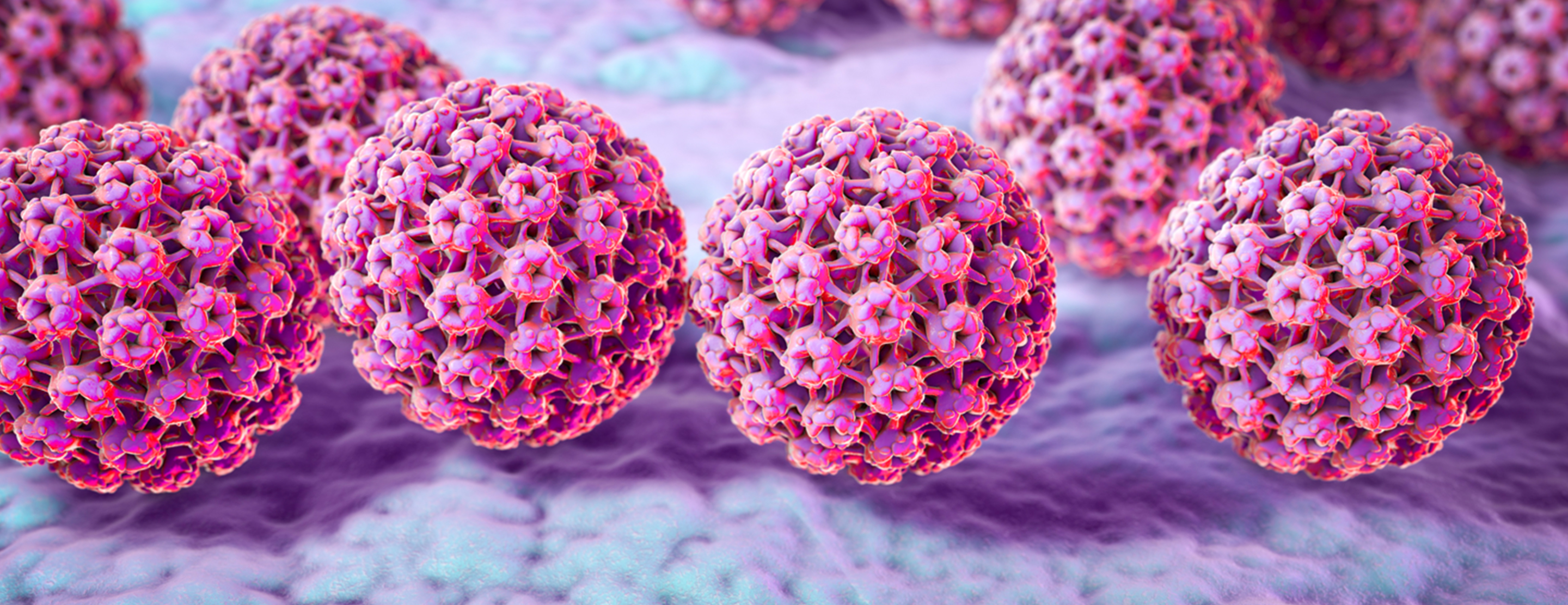 Human Papillomavirus Hpv Family