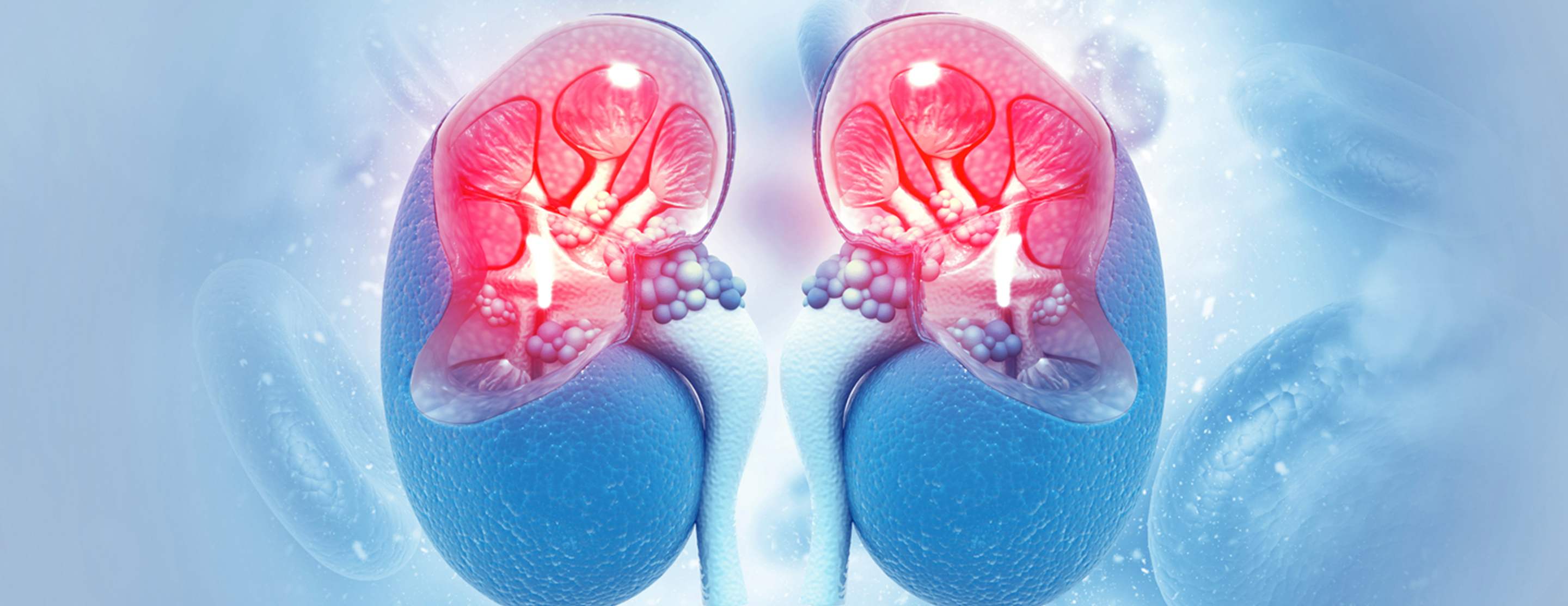 renal-scan